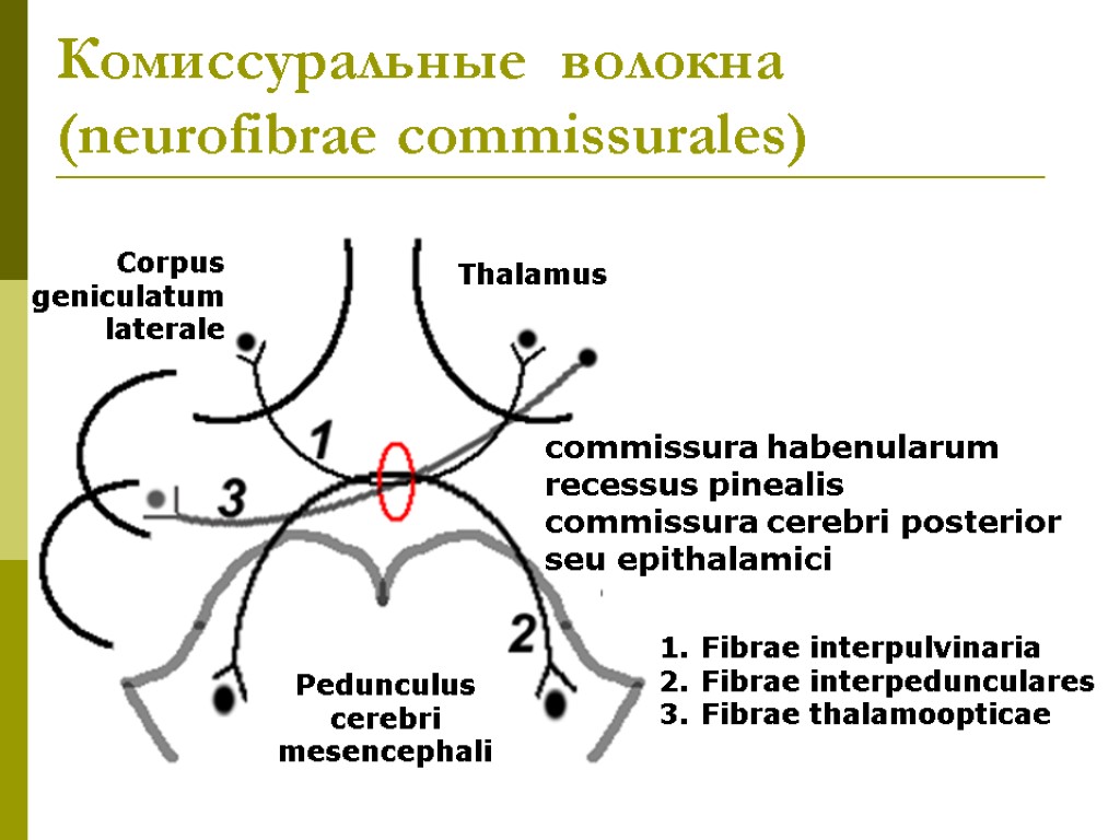 Thalamus Corpus geniculatum laterale Pedunculus cerebri mesencephali commissura habenularum recessus pinealis commissura cerebri posterior